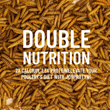PeckPower Non-GMO Dried Mealworms for Chickens 5LB